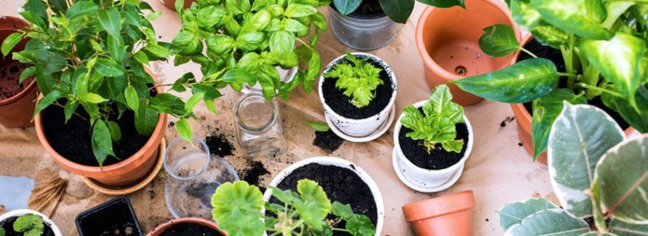 Top 8 Non-Toxic Plants for Improving Indoor Air Quality  Air Innovations